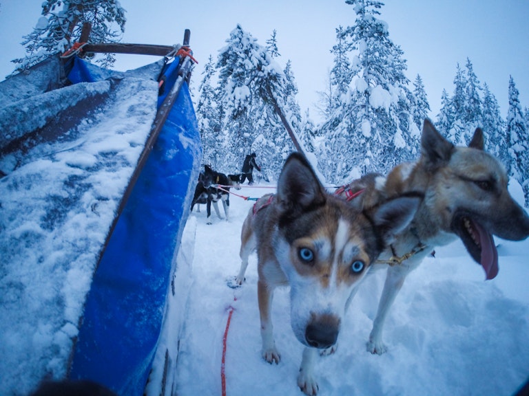 Sled dogs pulling a sled through a snowy forest with frost covered trees, with a close focus on a dog looking at the camera.