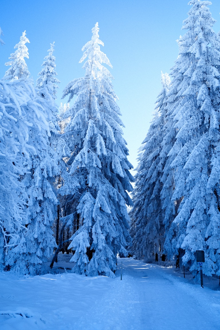 A snowy landscape with tall fir trees heavily coated in snow, under a clear blue sky. A narrow path leads through the forest, flanked by snow-laden trees.
