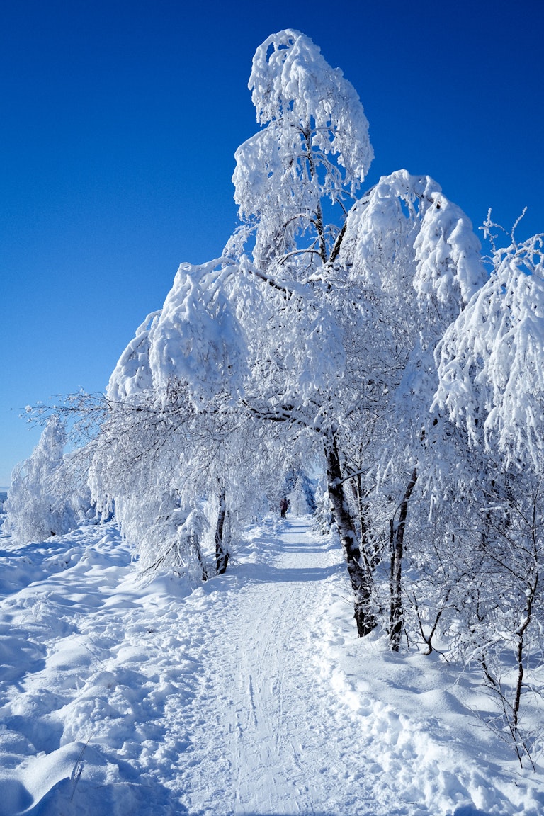 A snowy landscape featuring heavily snow-laden trees with a clear blue sky in the background. A narrow path winds through the snow-covered ground.