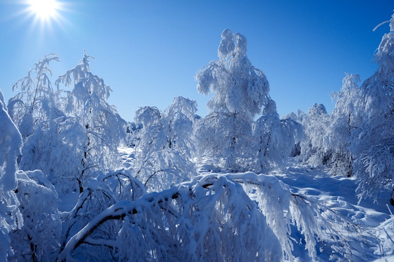A snowy landscape with heavily snow-laden trees bending under the weight of the snow, under a clear blue sky with the sun shining brightly.