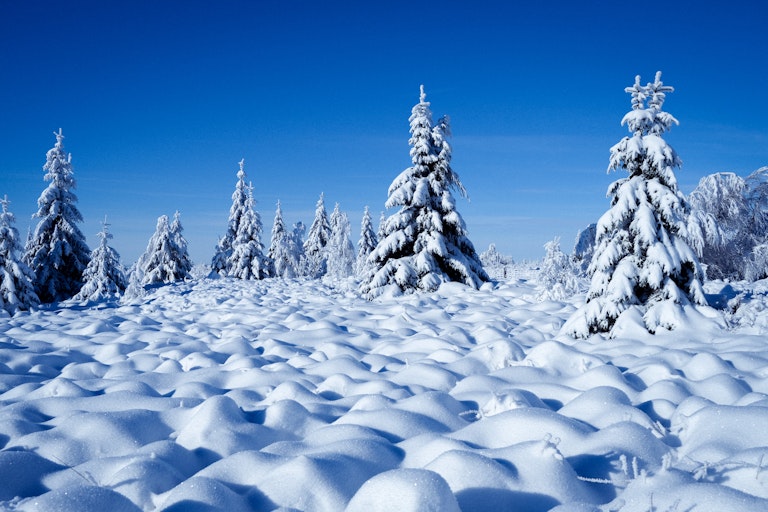 A snowy landscape featuring a dense forest of snow-covered fir trees under a clear blue sky, with undulating drifts of pristine snow in the foreground.
